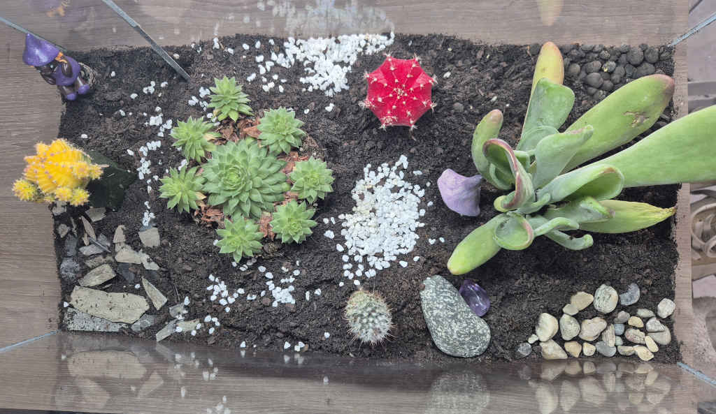 Cactus dans un aquarium.