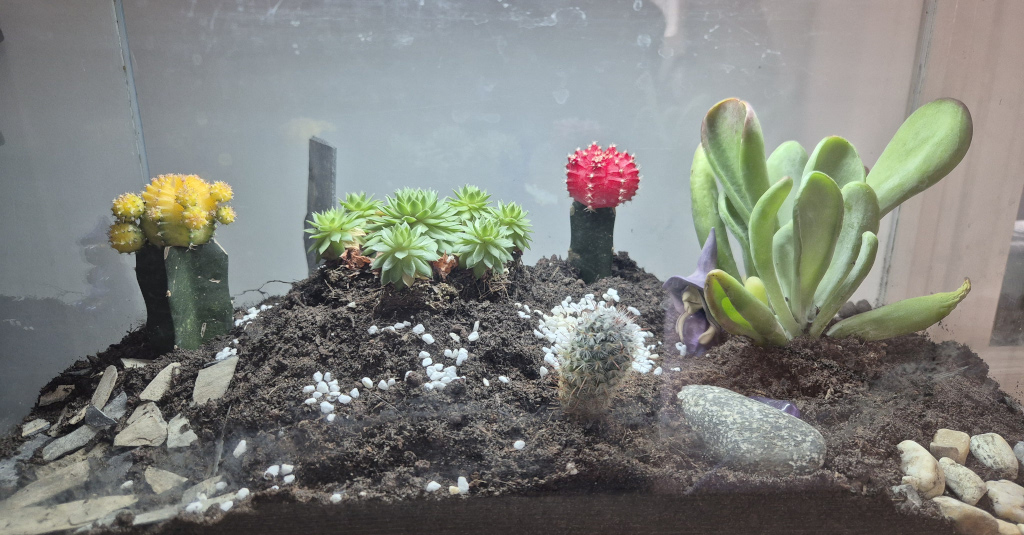Cactus dans un aquarium.